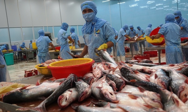 Xuất khẩu cá tra sụt giảm mạnh do ảnh hưởng dịch bệnh Covid-19