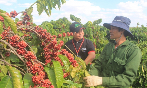 Covid-19, hạn hán… tác động mạnh lên ngành cà phê Việt Nam năm 2020