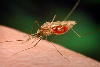Bào chế vaccine từ nước bọt của muỗi