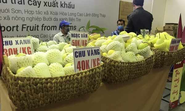 Giải pháp túi bọc trái cây và lợi ích kinh tế cho doanh nghiệp nông sản tại Việt Nam