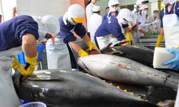 Xuất khẩu cá ngừ Việt Nam sang EU tăng 65% trong tháng 7 