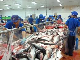 Xuất khẩu cá tra sang Trung Quốc vẫn khó
