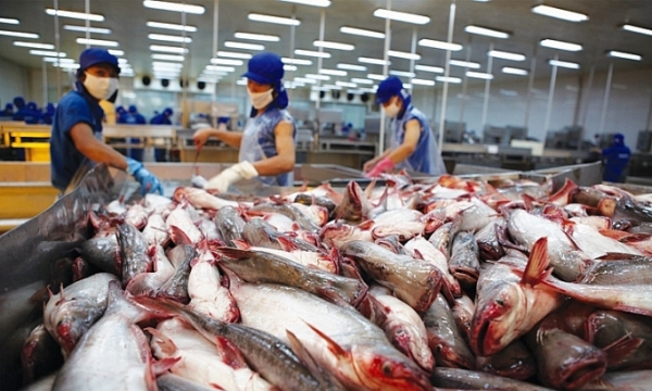 Xuất khẩu cá tra sang các thị trường lớn đều giảm mạnh