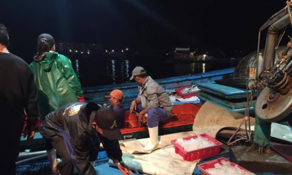 Đà Nẵng: Cảng cá Thọ Quang nhộn nhịp sau kỳ nghỉ Tết