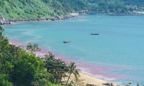 Ấu trùng ruốc tạo nên “vệt nước màu đỏ” trên biển Đà Nẵng