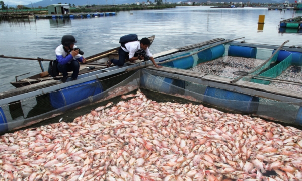 Đà Nẵng: Nghi nước xả ô nhiễm khiến hàng chục tấn cá nuôi lồng chết trắng