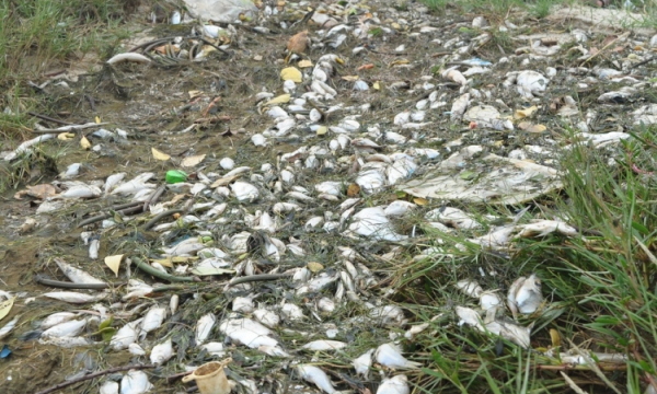 Quảng Nam: Cá chết hàng loạt ở gần sông Trường Giang
