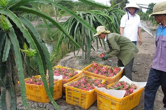 Bình Thuận “siết” người nước ngoài mua bán thanh long không đúng quy định