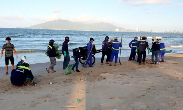Đà Nẵng: Loại trừ ô nhiễm gây cá chết dạt vào bờ biển Nguyễn Tất Thành