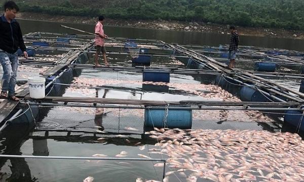 Người dân Đại Lộc mất trắng trên 50 tấn cá sau một đêm