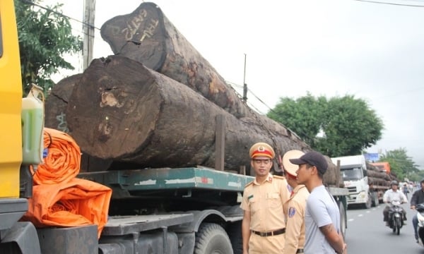 Bắt 4 xe container chở hàng chục cây gỗ khủng trên quốc lộ 1A