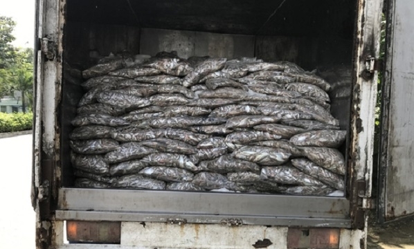 Đà Nẵng bắt xe chở 3,5 tấn cá thối