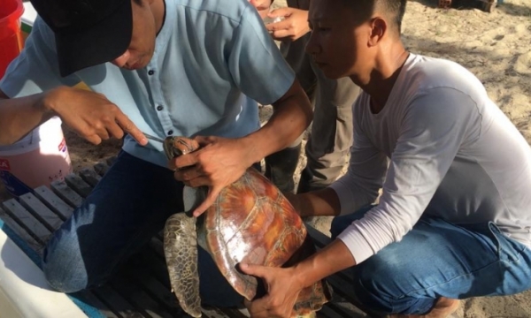 Hy hữu nội soi gắp dị vật nhựa cứu sống rùa biển