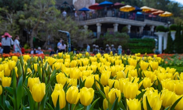 Trao chứng nhận “Lễ hội hoa tulip lớn nhất Việt Nam” cho Bà Nà Hills