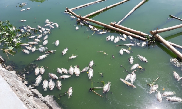 Đà Nẵng: Xử lý cá chết ở hồ Thạc Gián - Vĩnh Trung