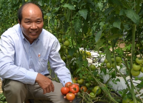 Bic C tiêu thụ gần 400 tấn cà chua giúp bà con nông dân Đà Lạt 