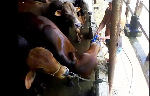 Kinh hãi bơm nước tăng trọng cho bò