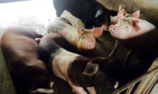 Lợn giun quế ăn Tết: Đặt trước 4 tháng, cử người thăm nuôi