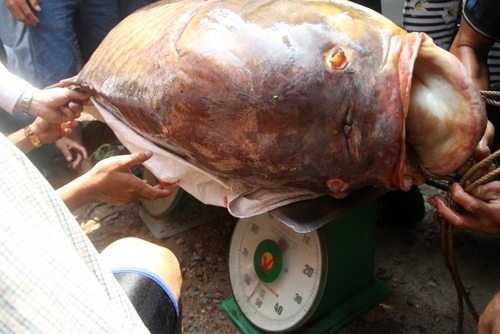 Những loại cá bán đắt 'như vàng' ở Việt Nam