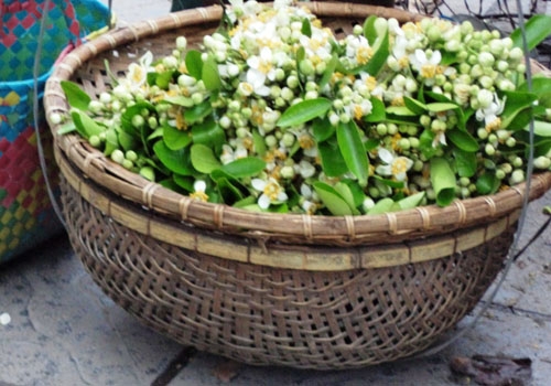Hoa bưởi đầu mùa giá 300.000 đồng/kg hút khách phố