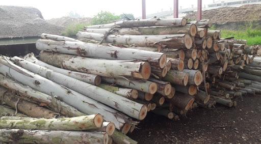 Bài toán khó về nguyên liệu gỗ