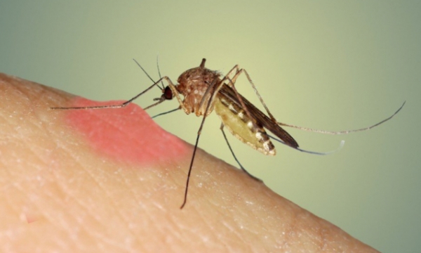 Căn bệnh nguy hiểm do muỗi gây ra tại Mỹ