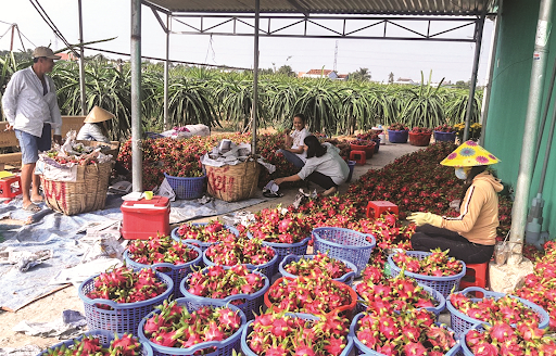 Nông sản Việt Nam chưa hiểu rõ thị trường Trung Quốc