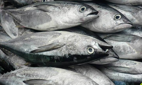 Cá ngừ Việt Nam xuất khẩu sang Mỹ tăng trở lại