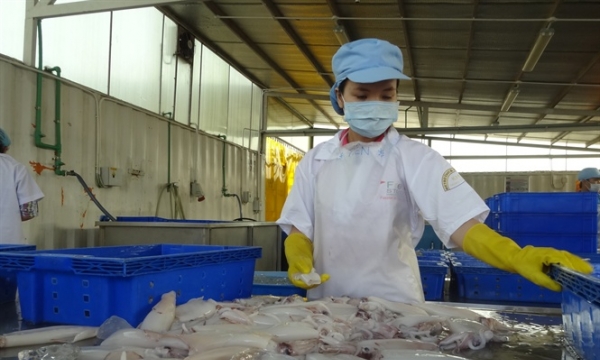 Xuất khẩu nhuyễn thể của Việt Nam sang EU có dấu hiệu phục hồi khả quan