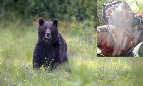 Quảng Nam: Một người đàn ông bị gấu rừng tấn công trọng thương