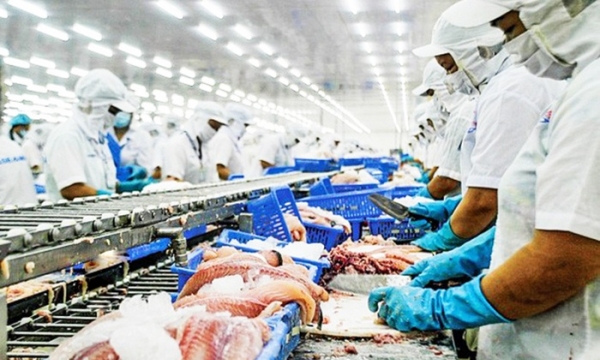 Doanh nghiệp không nôn nóng, hạ giá bán cá tra sang Trung Quốc