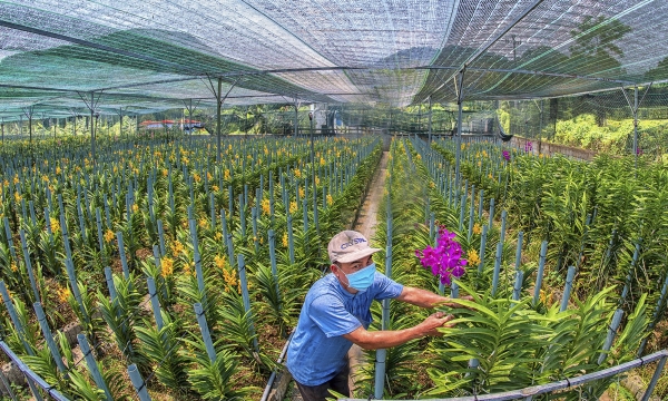 Nhà vườn hoa kiểng ở Đà Nẵng tất bật chuẩn bị đưa hoa ra thị trường