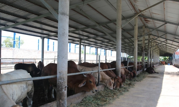 Công ty thành viên của Vinamilk lấn sân mảng thịt bò