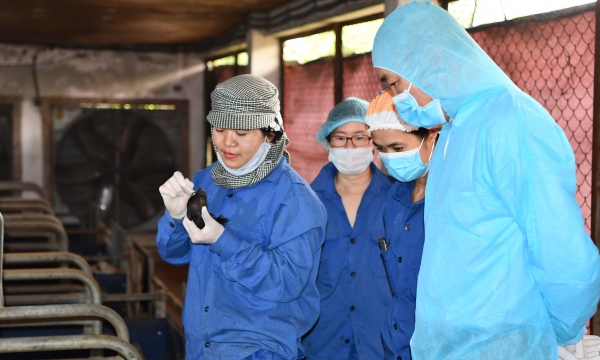 Lần đầu tiên tại Việt Nam nhân bản thành công lợn Ỉ từ tế bào soma mô tai