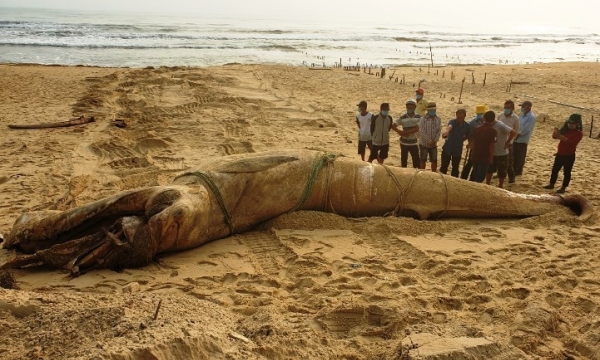 Phát hiện một cá voi dài 8m trôi dạt vào bờ biển Quảng Nam