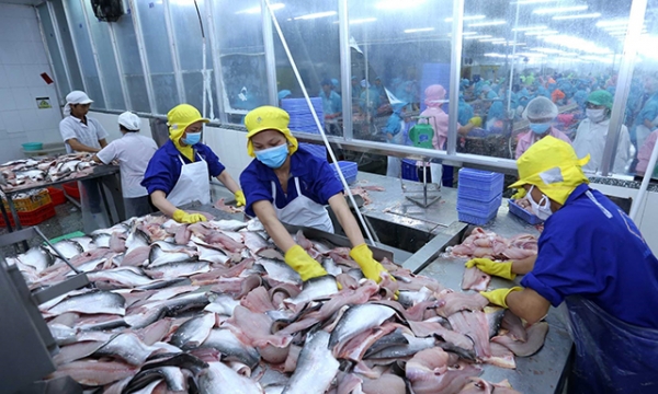 Xuất khẩu cá tra sang Trung Quốc giảm