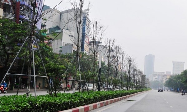 Hà Nội thay toàn bộ cây phong lá đỏ trên dải phân cách tuyến phố Nguyễn Chí Thanh - Trần Duy Hưng