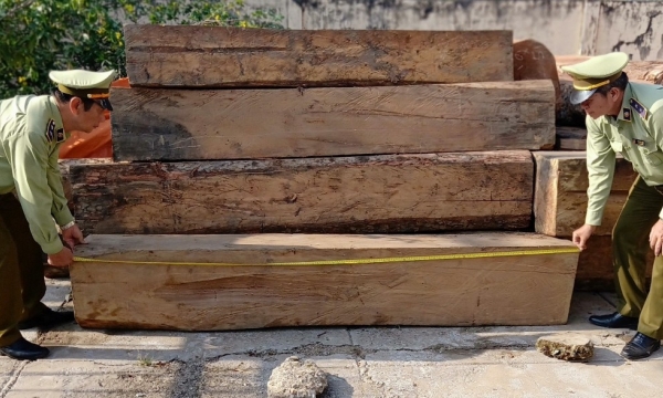 Tạm giữ hơn 9 m3 gỗ không có hồ sơ lâm sản hợp pháp tại Tiền Giang