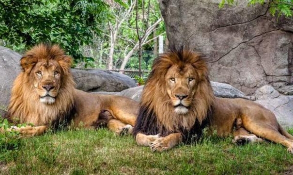 Ấn Độ: 8 con sư tử mắc COVID-19
