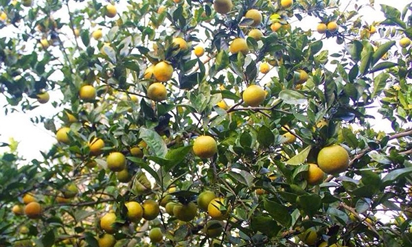 Xây dựng, áp dụng tiêu chuẩn nông nghiệp hữu cơ Nhật Bản (JAS) – Hướng đi bền vững cho trái cam Vinh