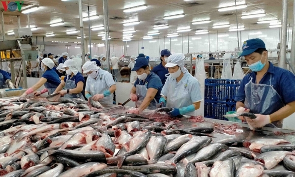 Nhiều doanh nghiệp cá tra rút khỏi thị trường EU