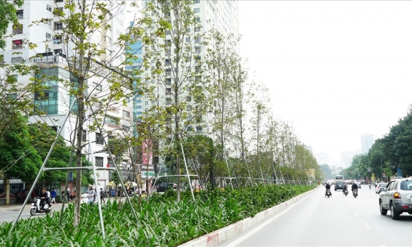 Tổng giám đốc Công ty Công viên cây xanh Hà Nội bị bắt vì nâng khống giá cây