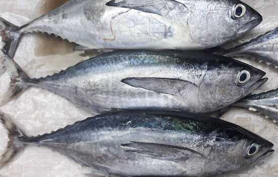 Việt Nam vượt qua Thái Lan trở thành nước xuất khẩu cá ngừ lớn nhất vào Israel