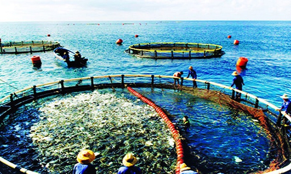 VASEP: Doanh nghiệp thủy sản lo thêm gánh nặng “nghĩa vụ môi trường”