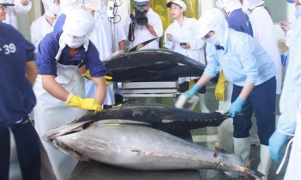 Xuất khẩu cá ngừ quay đầu giảm ở nhiều thị trường