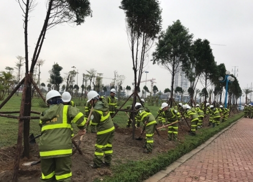 Hà Nội: Trồng mới được hơn 162.000 cây xanh toàn thành phố