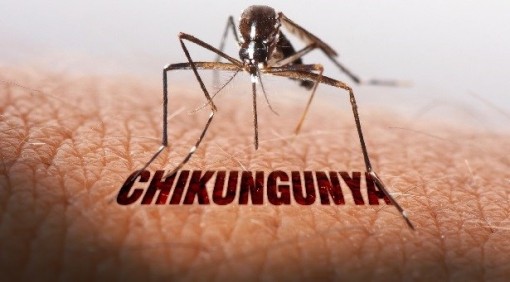 Mexico: Nghiên cứu vaccine ngừa bệnh chikungunya truyền từ muỗi vằn