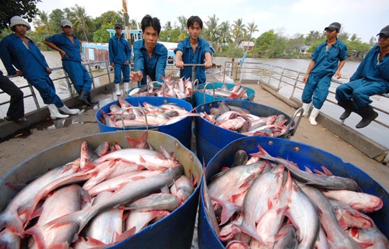 Đề xuất ưu tiên vắc xin cho doanh nghiệp cá tra