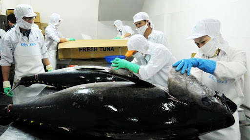 Xuất khẩu cá ngừ giảm 15% trong tháng 9