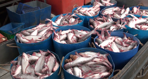 Cơ hội xuất khẩu cá tra sang Brazil